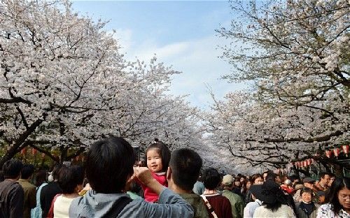 双语揭秘:日本樱花还能开多久(图)