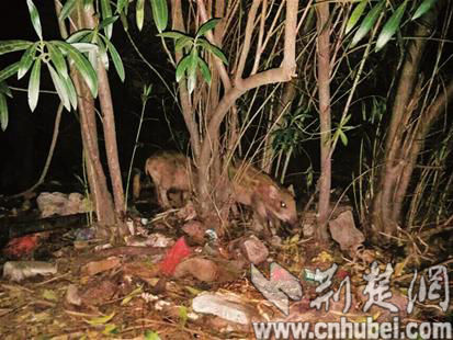 ����󻪿�֮�� �ش�ѧ��Ҳ��У���ĵ�Ұ��