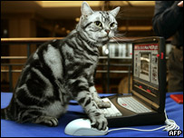 A cat using a laptop