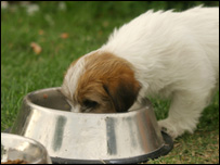 A dog eating food