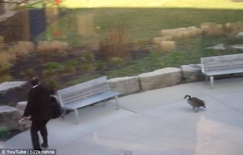 野鹅化身愤怒大鸟追打男子并获胜(组图)