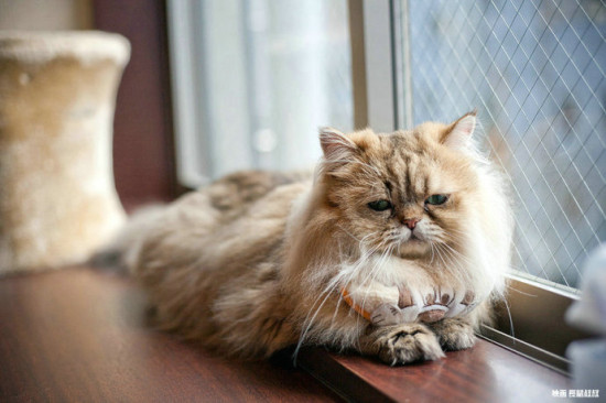 爱猫人士必去东京流浪猫大本营谷中