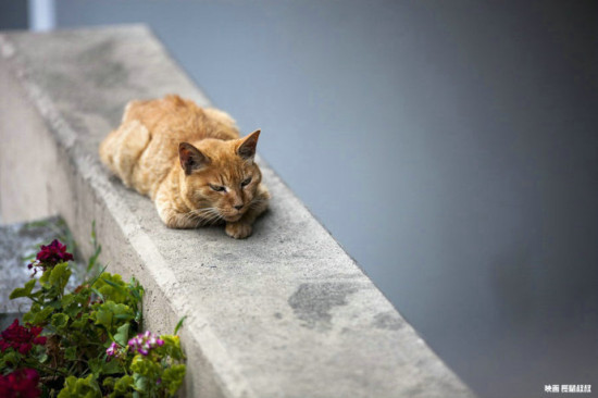 爱猫人士必去东京流浪猫大本营谷中_新浪教育_新浪网