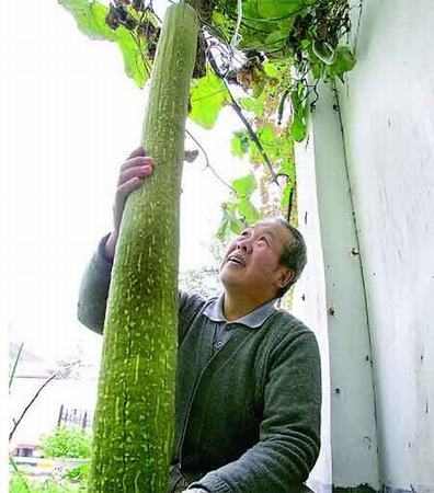 全球吓死人的巨型植物：1.03米长的丝瓜(组图)
