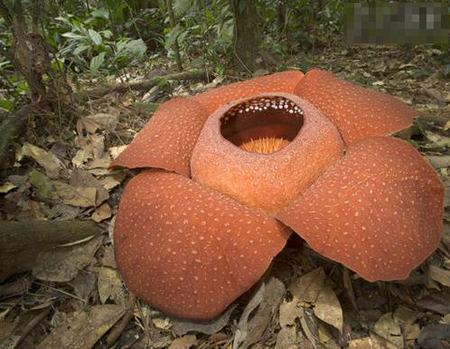 全球吓死人的巨型植物：最大最臭大王花(组图)
