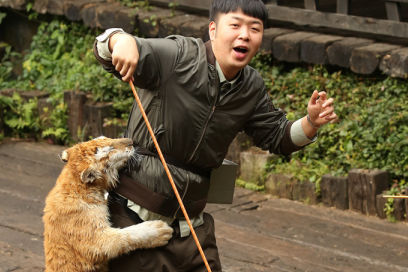 杜海涛近距离喂老虎 直呼：肥肉入虎口