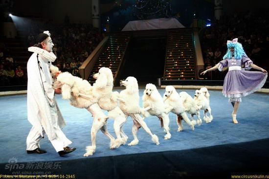 资料图片:俄罗斯莫斯科大马戏团演出照(3)