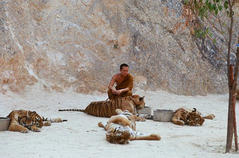 动物与自然电影周展映电影:《老虎与和尚》