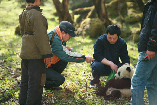 《熊猫回家路》将上映 真熊猫带来真感动(图)