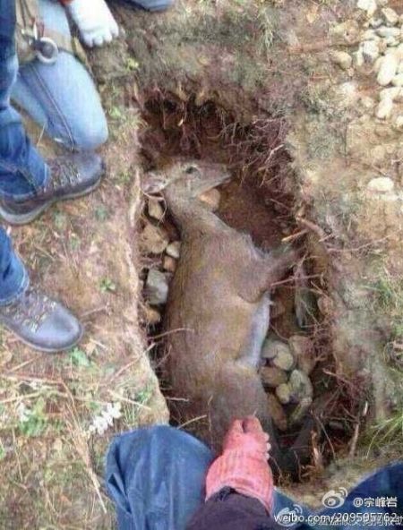 张扬澄清拍戏虐杀母鹿:符合年龄且未怀孕