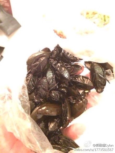 郭品超柬埔寨吃重口味点心：烤蟑螂蚯蚓