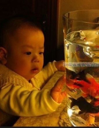 观赏金鱼