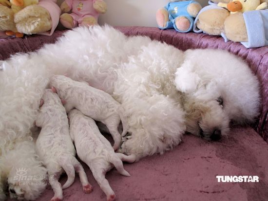 图文:邝美云喜过母亲节-爱犬正在哺育幼仔