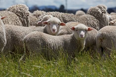 澳大利亚美丽诺羊毛流行中国|澳大利亚|中国|羊毛