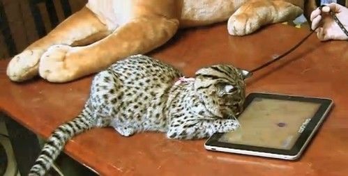iPad进驻动物园 看可爱大猫们怎么玩_电视游戏