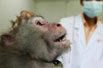 中国制造实验用猴
