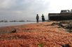 智利上万只死虾“染红”海滩