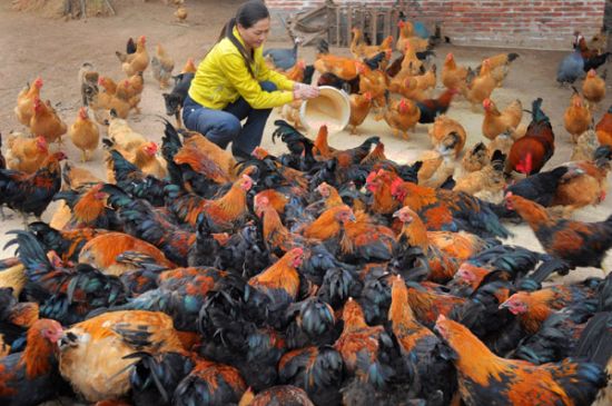 养殖业发展迅猛