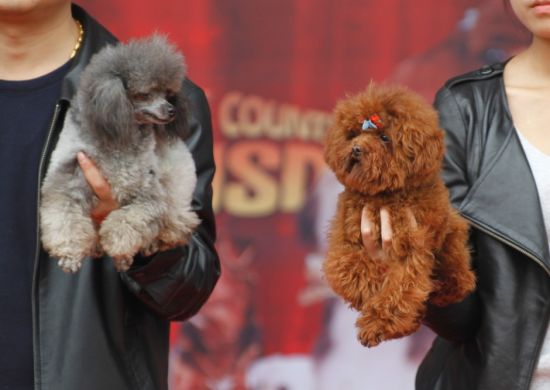 川内最小的狗-茶杯贵宾展示