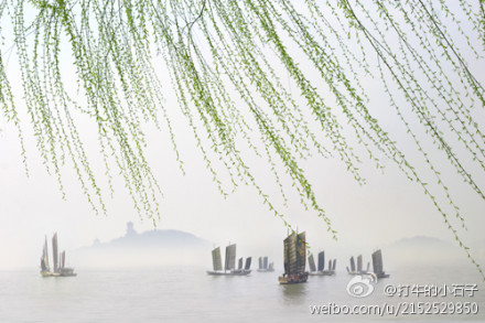 打牛的小石子:杨柳岸下微风吹