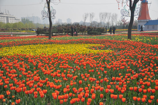 郁金香花海