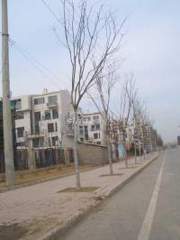 金地格林小镇 实景图 小区实景