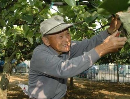 从原产地消失的长十郎梨 产量减少正得当(图)_