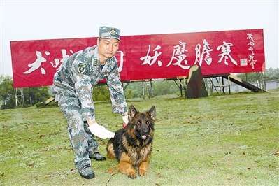 解放军训犬员一眼能看出怀孕军犬肚里几公几母