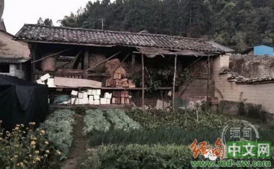 外媒：缅军去年释放逾400娃娃兵被征作人体探雷