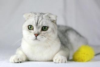 俄罗斯单亲女童写信想要新年礼物普京赠送小猫