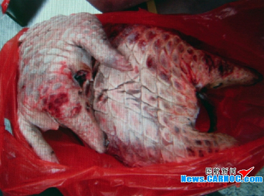 昆明机场安检查获国家保护动物黑熊、穿山甲