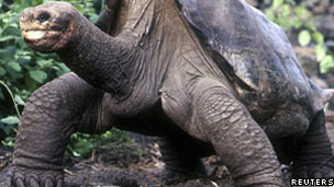 Giant tortoise, Lonesome George