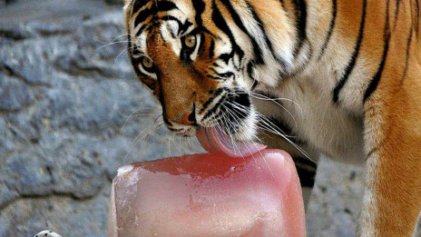 a tiger licking iced food