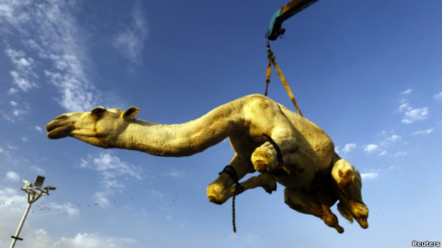 A camel is placed on a vehicle at a market near Riyadh.