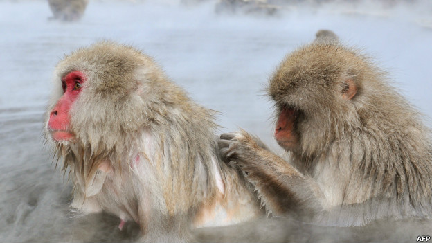A macaque monkey scratches another's back in a hot spring in Japan 