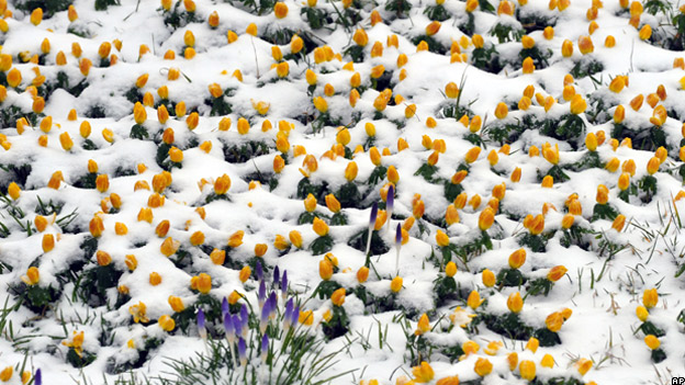 Crocus flowers growing in snow