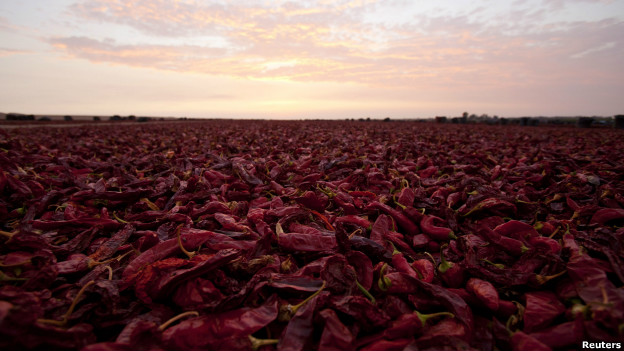Paprika peppers being dried in Peru