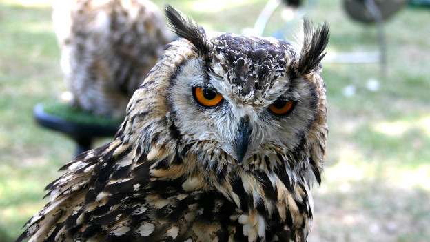 An owl
