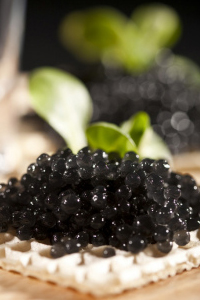 Russia--����˹