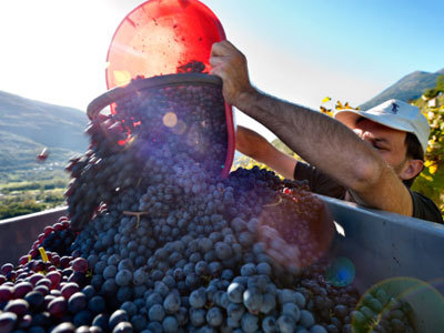 葡萄皮：降血脂