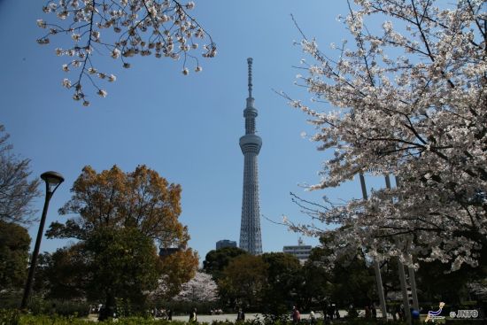 世界最高塔东京晴空塔即将开业