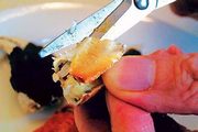 将蟹钳直接剪开，用勺舀出肉