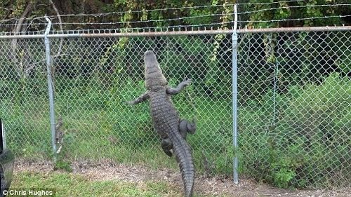 美国一鳄鱼爬上1.8米高铁丝围栏欲“越狱” 