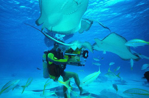 ڴ(Stingray City)ˮµӴӴֻ10ӵĴ̡