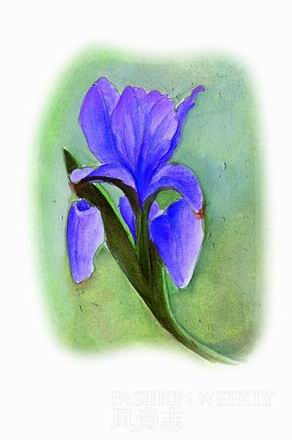 Iris鸢尾花 抗氧化+保湿+美白