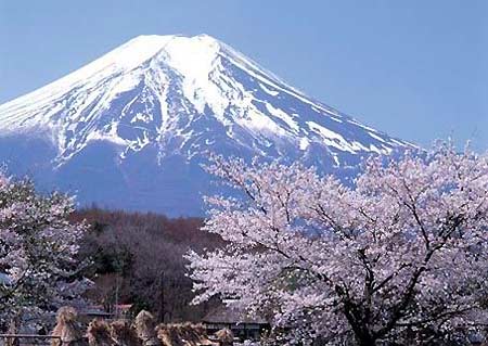 富士山下的樱花