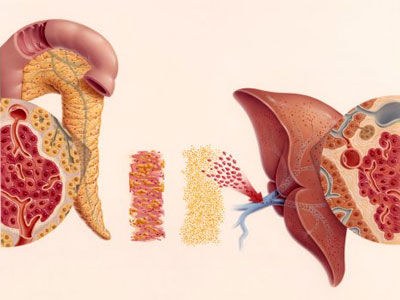 警惕:五脏生病前发出的“求救信号”_新浪女性_新浪网