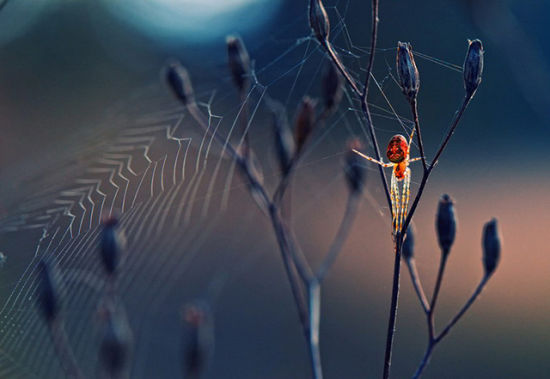 ӰʦKrasimir Matarov ƷƣSpider like from another world 飺ڱ