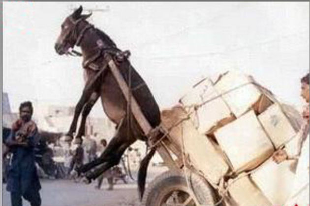 小马拉大车真的不好么?_合肥汽车网_新浪汽车_新浪网