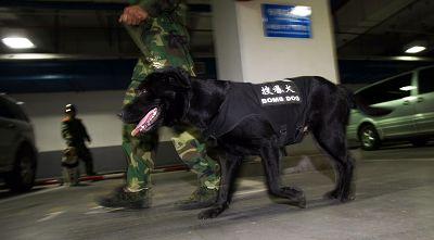 搜爆犬走进上海标志性建筑地下车库